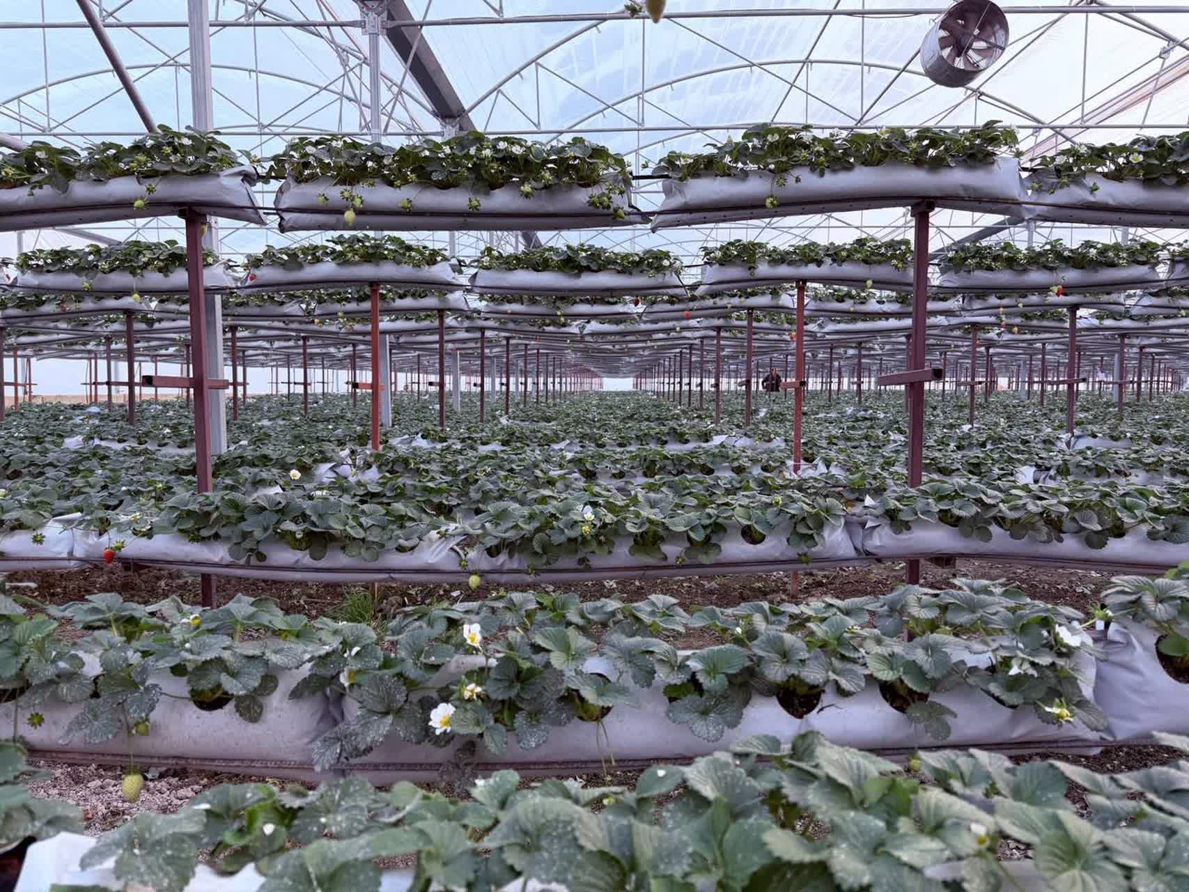 رئیس سازمان بازرسی استان آذربایجان غربی به‌همراه فرماندار شهرستان سلماس، نماینده مردم سلماس در مجلس شورای اسلامی، دادستان و جمعی از مدیران کل دستگاه‌های اجرایی استان از شهرک گلخانه‌ای شهرستان سلماس ب