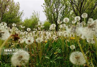 باغات سلماس میزبان قاصدک های بهاری