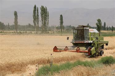 برداشت گندم در سلماس