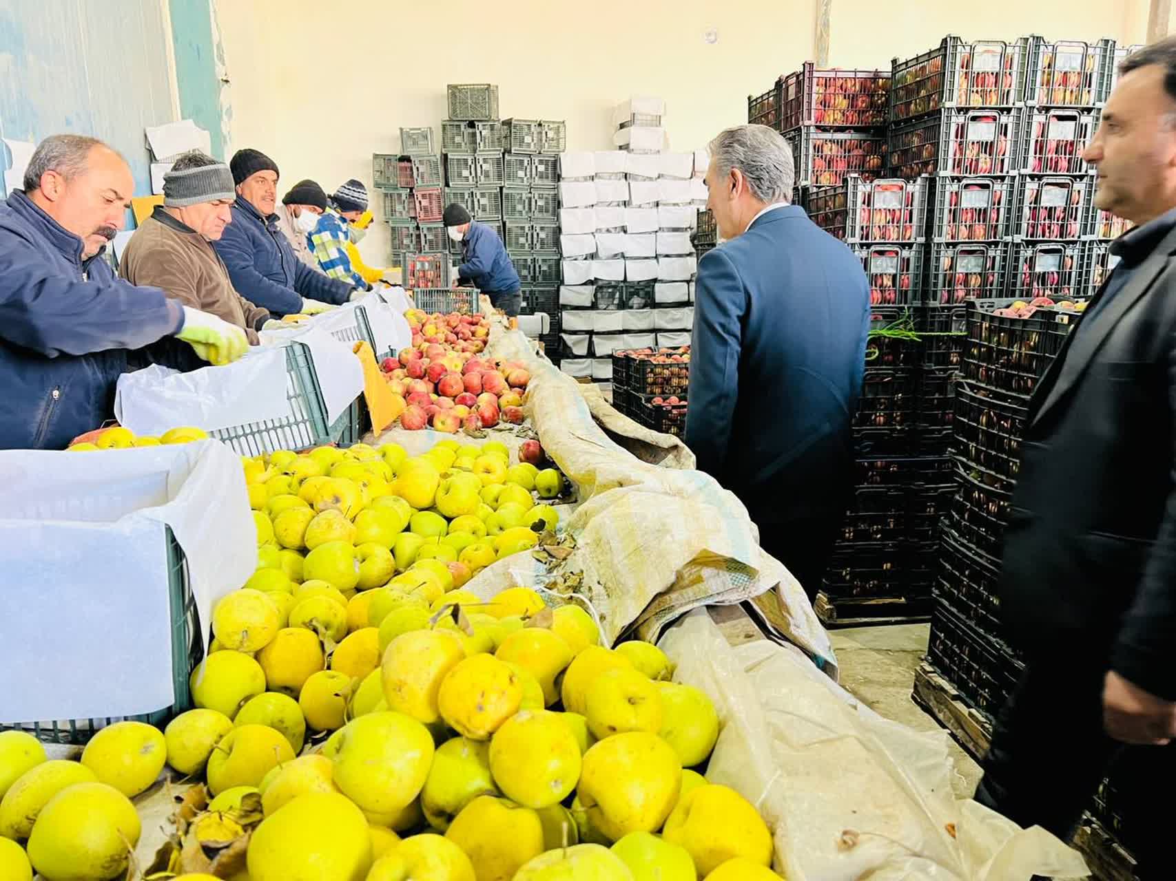 🔰بازدید فرماندار سلماس از واحد سورت و بستهبندی سیب در روستای هفتوان