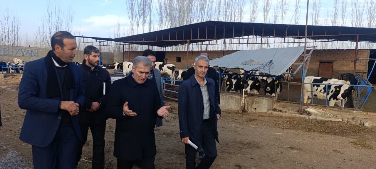 🔰 بازدید فرماندار سلماس از دامداری صنعتی