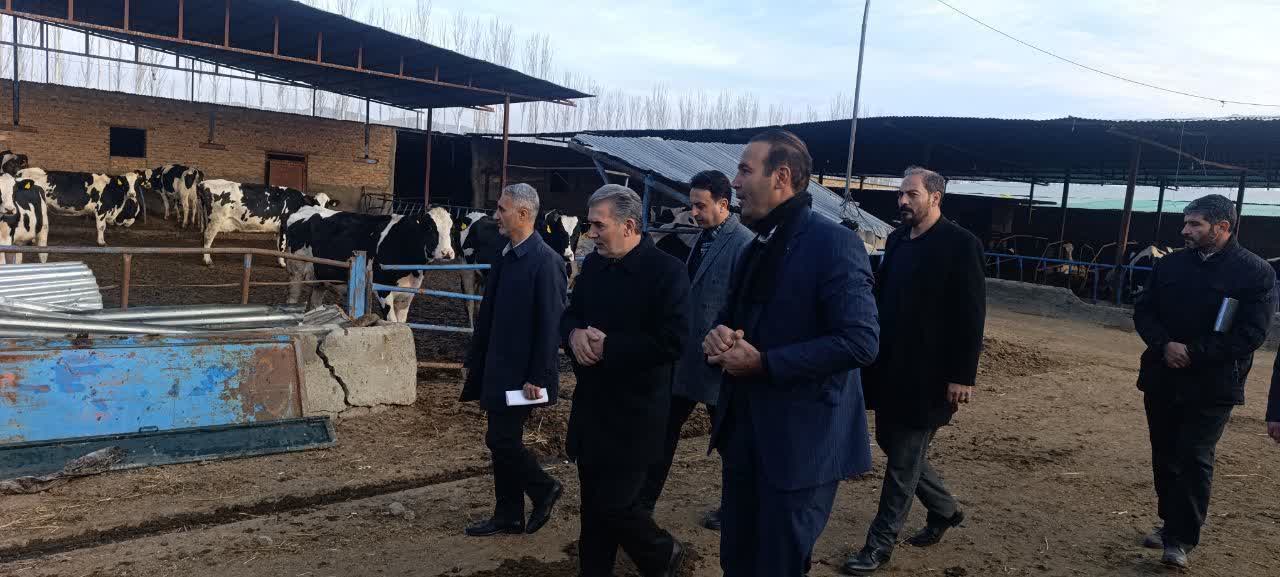🔰 بازدید فرماندار سلماس از دامداری صنعتی